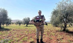 Kilis'te yaralı kızıl şahin bulundu