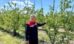 Kırıkhan'da şeftali bahçeleri incelendi