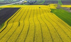Kırklareli'nde kanola tarlaları sarıya büründü
