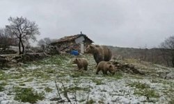 Kış uykusundan uyanan anne ayı yavruları ile yaylaya indi