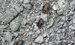 Kış uykusundan uyanan ayı ailesi kameralara yansıdı