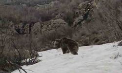 Kış uykusundan uyanan ayı yerleşim yerine indi