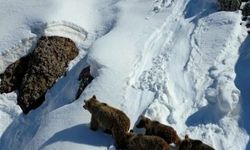 Kış uykusundan uyanan ayılar karla karşılaştı: O anlar dron ile görüntülendi