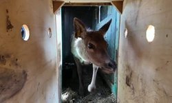 Kızıl geyikler doğayla buluşmaya devam ediyor