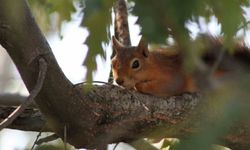 Kızıl sincap piknikçilerin neşesi oldu