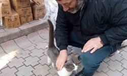 Köpeklerden kaçan kedinin imdadına itfaiye yetişti