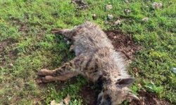 Köpeklerin saldırdığı sırtlan telef oldu