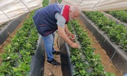 Köşk'te çilekte pestisit denetimi sürüyor