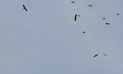 Kozan semalarında leyleklerin göç yolculuğu mest etti