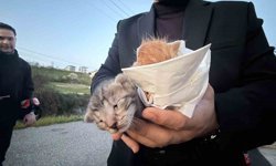 Küçük kızın duyarlılığı sayesinde 2 yavru kedi kurtarıldı