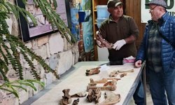 Kuşadası kıyılarında fırtına sonrası ortaya çıkan kemikler incelendi