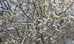Kütahya'da nisan karı üreticileri endişelendirdi