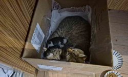 Lisenin maskot kedisi, yavrularını okula emanet etti