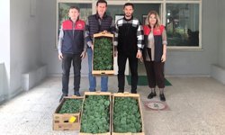 Lüleburgaz'da çiftçiye hıyar fidesi dağıtıldı