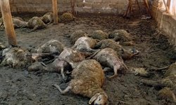 Malatya'da ağıla giren kurt 30 koyunu telef etti