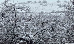 Malatya'da kayısı bahçeleri kar altında kaldı