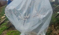 Malatya'da kayısı üreticileri zirai don için alarma geçti