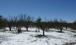 Malatya'da kayısıda don endişesi