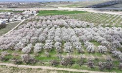 Malatya'da kayısıda iklim endişesi devam ediyor