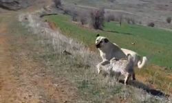 Malatya'da vaşak-köpek kavgası kamerada