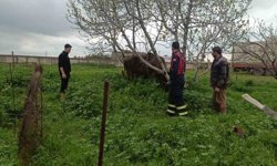 Mardin'de kuyuya düşen ineği itfaiye kurtardı