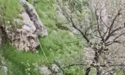 Mardin'de mahsur kalan keçileri itfaiye kurtardı