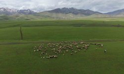 Meradaki koyunların yanına gelen sığırcık kuşları görsel şölen sundu