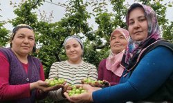 Mersin'de açıkta erik hasadı başladı, fiyatı 200 TL'ye kadar düştü