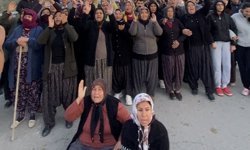 Mersin'de ormanlık alana ekili narenciye bahçelerinin kaldırılması kararına tepki