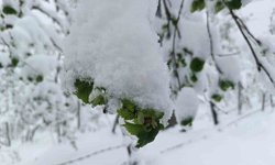 Meteorolojiden Ordu'da zirai don uyarısı