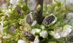 Meyve üreticilerine 'bakla zınnı' zararlısı uyarısı