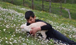 Minik çobanlar Lapseki'de kıyasıya yarışacak