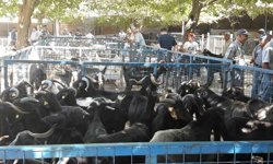 Muğla'da şap hastalığı kontrol altına alındı, Bayır Hayvan Pazarı açılıyor