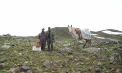 Muş'ta çiriş otu köylülerin geçim kaynağı oldu