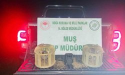 Muş'ta kaçak keklik avına suçüstü: 65 bin TL ceza kesildi