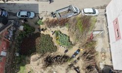 Muş'ta meyve fidanları satışa çıkarıldı