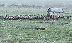 Muş'ta nisan karı etkisini sürdürüyor: 22 köy yolu ulaşıma kapandı