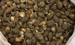 Nesli tehlike altındaki bitkinin yumrularını söken kişiye yarım milyonluk ceza