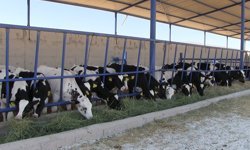 Niğde'nin Kiledere beldesi şap hastalığı nedeniyle karantinaya alındı