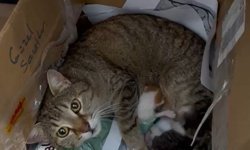 Okulun maskot kedisi yavrularını öğretmenler odasına taşıdı