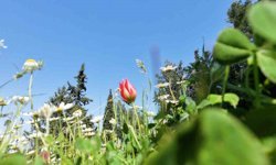 Ömrü 10 gün, koparmanın cezası araba parası