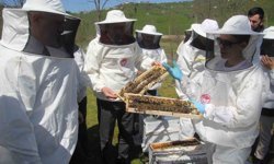 Ordu'da kraliçe arı hamlesi: Arıcılar hem üretecek hem satacak