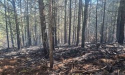 Orman yangını kontrol altına alındı