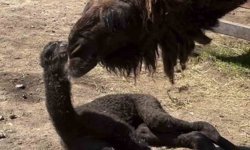 Ormanya'da doğan yavru deve için renkli kutlama