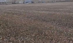 Özalp'te baharın müjdecisi çiğdemler açtı