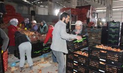 Pazarın en ucuzu soğan Amasya'dan Avrupa'ya gönderiliyor