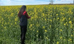 Pehlivanköy'de çiçek açan kanola bitkinin fizyolojik gelişimi incelendi