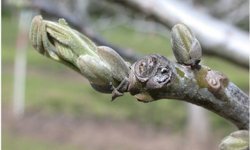 Salihli'de ceviz üreticilerine antraknoz uyarısı