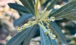 Salihli'de zeytin üreticilerine 'Zeytin Pamuklu Biti' uyarısı