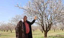 Şanlıurfa badem üretiminde Adıyaman ile yarışıyor